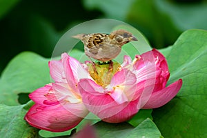 Sparrow on the lotus
