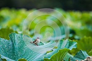 Sparrow and lotus