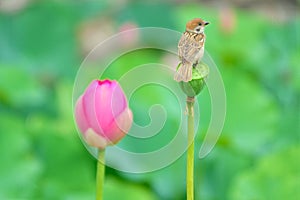 Sparrow in lotus pond