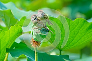 Sparrow and lotus seedpod