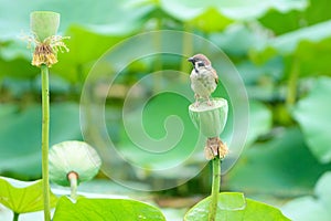 Sparrow and lotus seedpod