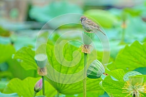 Sparrow and lotus seedpod