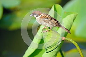 Sparrow and lotus seedpod