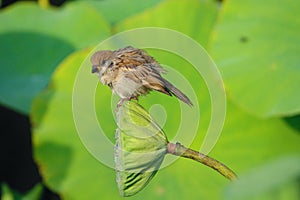 Sparrow and lotus seedpod