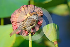 Sparrow and lotus seedpod