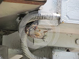 Sparrow Mam Feeding a Baby on footbridge, in a crowded city, Hong Kong photo