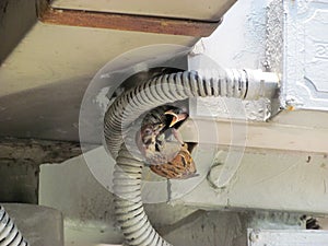 Sparrow Mam Feeding a Baby on footbridge, in a crowded city, Hong Kong