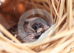 Sparrow in the nest