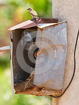 Sparrow and nest in a cabinet with electrical meter