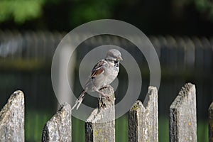 Sparrow