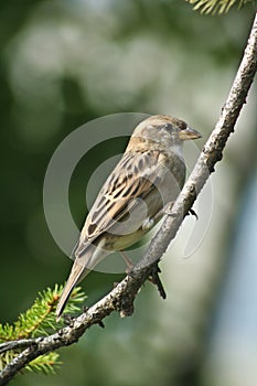 Sparrow - Passer domesticus