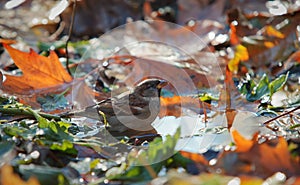 Sparrow (Passer Domesticus)