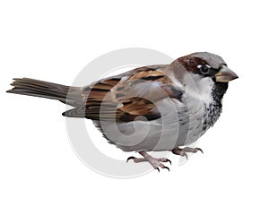 Sparrow - Passer domesticus.
