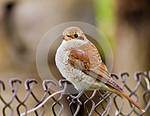 Sparrow (Passer montanus)