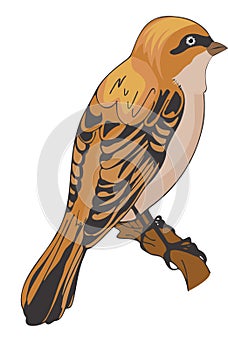 Sparrow or Passeridae, illustration