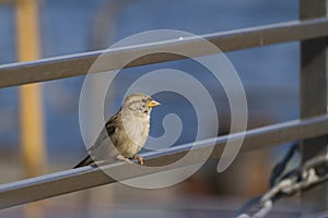 Sparrow Passeridae sitting on a iron fence with blue sea on background on sunny day