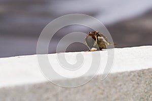 A sparrow pecks a bit of a bread photo