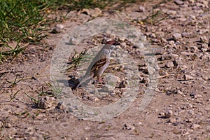 Sparrow peers into the distance like a gopher, preys on insect pests on the ground