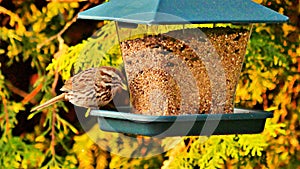 Sparrow perched on a bird feeder