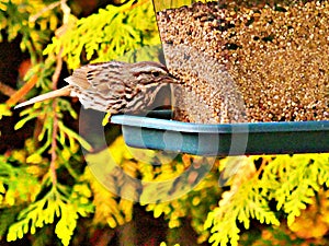 Sparrow perched on a bird feeder