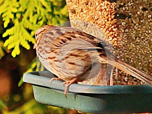 Sparrow perched on a bird feeder