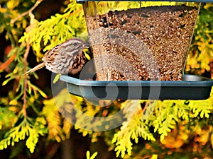 Sparrow perched on a bird feeder