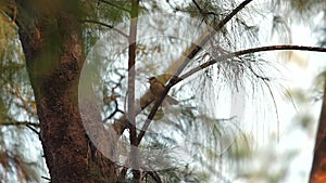 Sparrow perched on branch amid autumnal