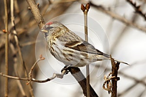 Sparrow perched in the branches