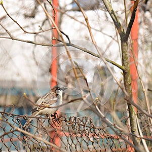 Sparrow perched on rusty wire fence