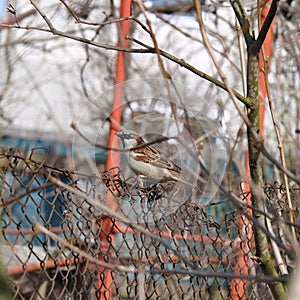 Sparrow perched on rusty wire fence