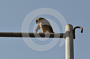 Sparrow perched on rusty wire fence