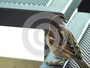 Sparrow perched on a table