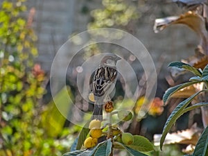 Sparrow perched on top of a fruit tree under the shade