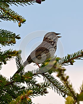 Sparrow Photo and Image. Close-up side view perched on a coniferous tree with blue sky background in its environment