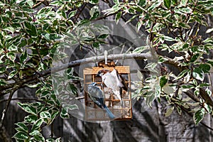 Sparrow photobomb flies past a bluetit on a bird feeder