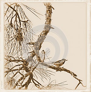 Sparrow on pine tree branch