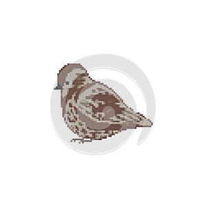 Sparrow pixel art. 8 bit Small bird. Vector illustration