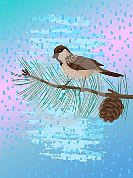 Sparrow, plumage bird, sits on brunch pine tree . Vector drawing cartoon illustration on white background. photo