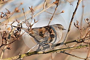 Sparrow Prunella modularis