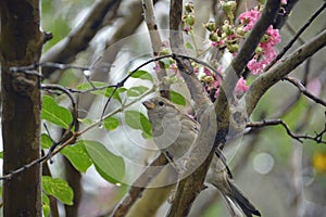 Sparrow resting on branch among colorful blooms photo