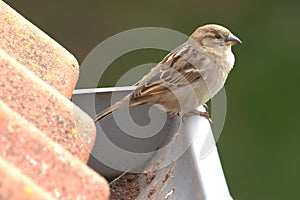 Sparrow on the roof