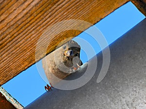 Sparrow on the roof looking at photographer through a break in the roof, blue sky behind - town birds