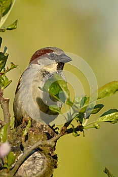 SparrowÂ´s morning Passer domesticus