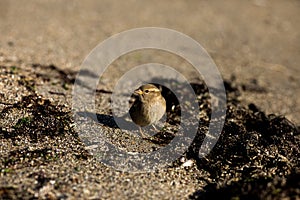 Sparrow in the sand