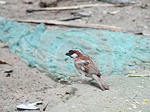 Sparrow searing grains in the ground