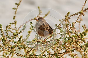 Sparrow on the Shrubbery