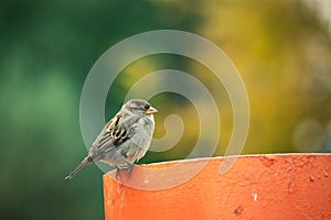A sparrow