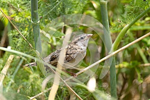 Sparrow sings perched