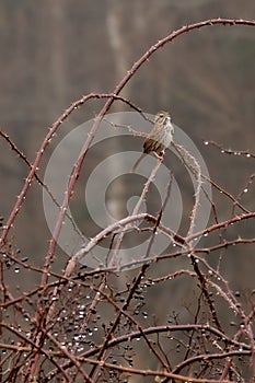 Sparrow sings from a thorny rose branch