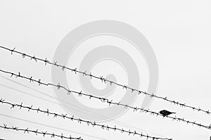 A sparrow sits on a barbed wire against the cloudy sky